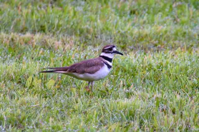 Killdeer