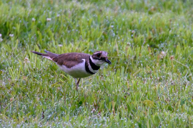 Killdeer