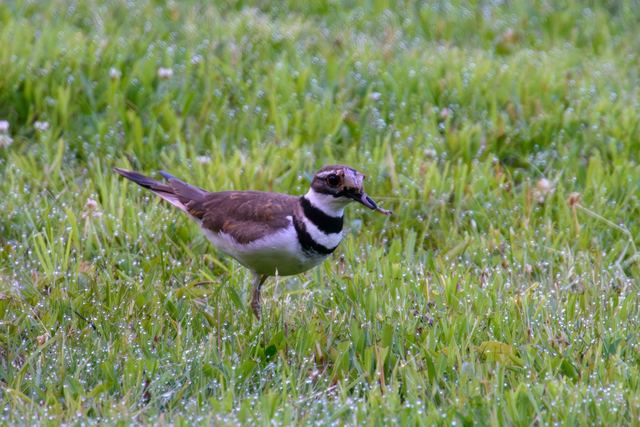 Killdeer