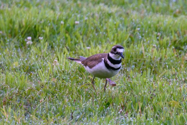 Killdeer
