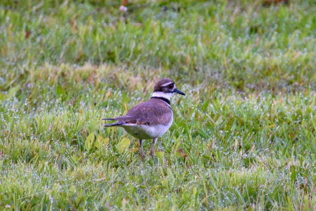 Killdeer