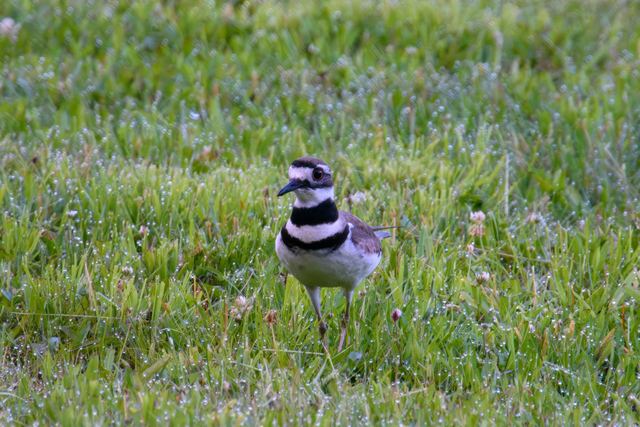 Killdeer