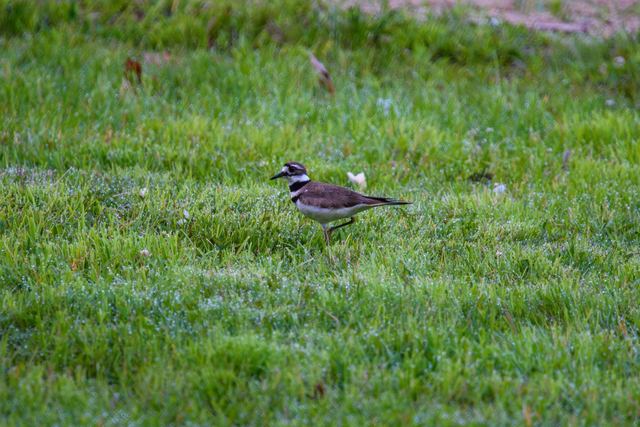 Killdeer