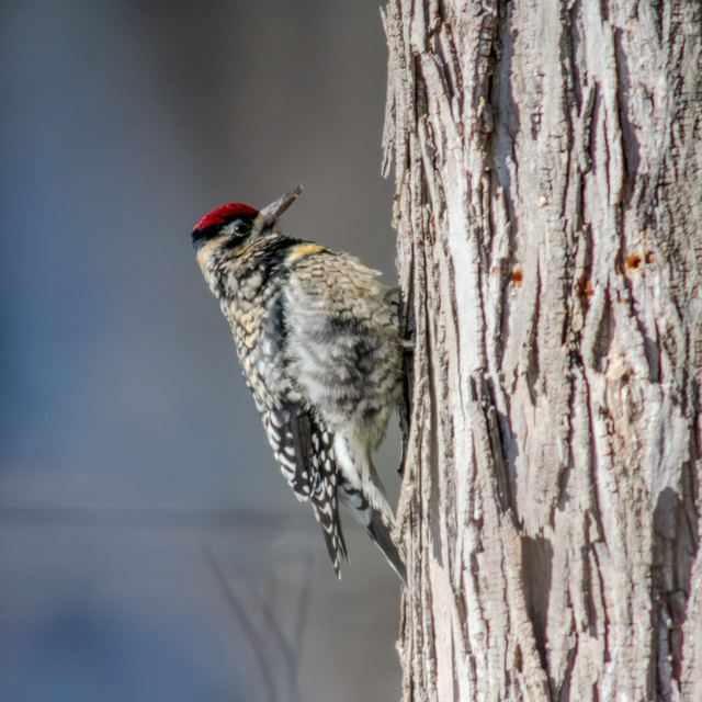 Yellow-bellied Sapsucker