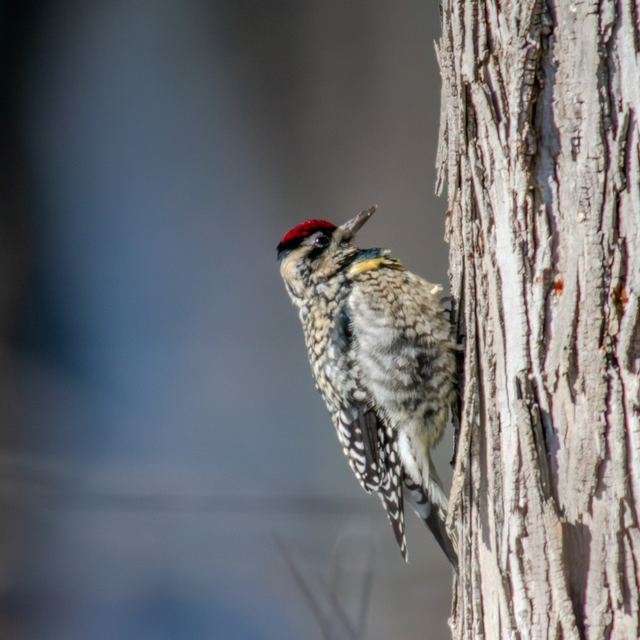 Yellow-bellied Sapsucker