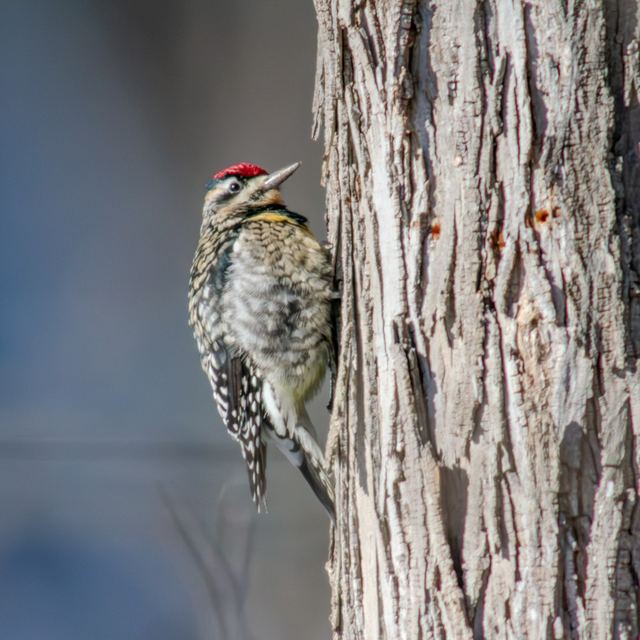 Yellow-bellied Sapsucker