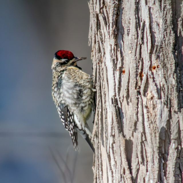 Yellow-bellied Sapsucker