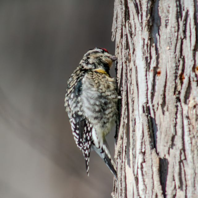 Yellow-bellied Sapsucker