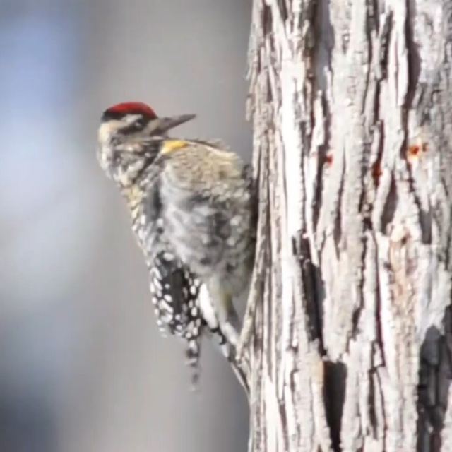 Yellow-bellied Sapsucker