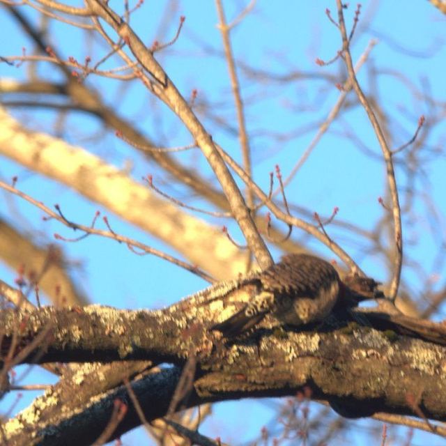 Northern Flicker