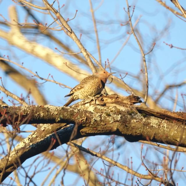 Northern Flicker