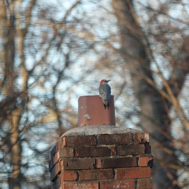 Red-bellied Woodpecker