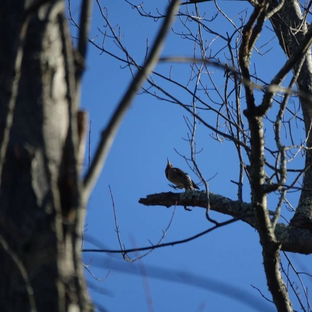 Cooper's Hawk