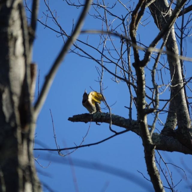 Northern Flicker