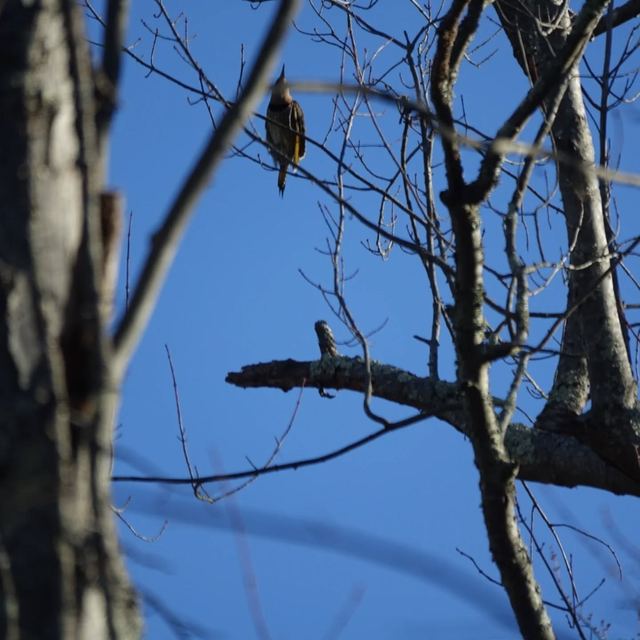 Northern Flicker