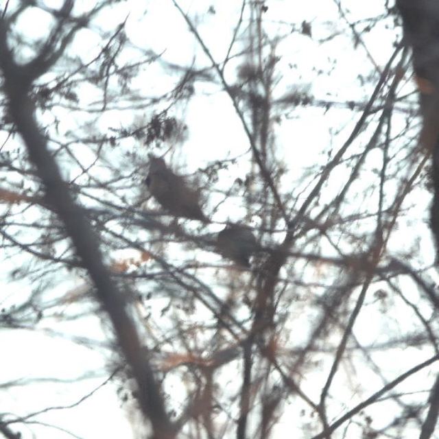 Northern Flicker
