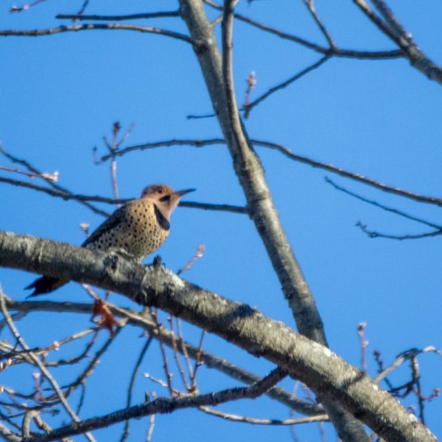 Northern Flicker