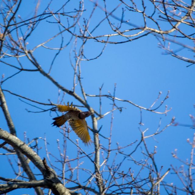 Northern Flicker