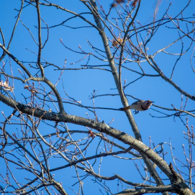 Northern Flicker
