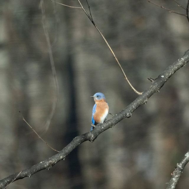 Eastern Bluebird
