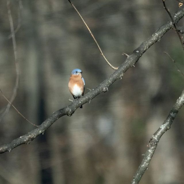 Eastern Bluebird