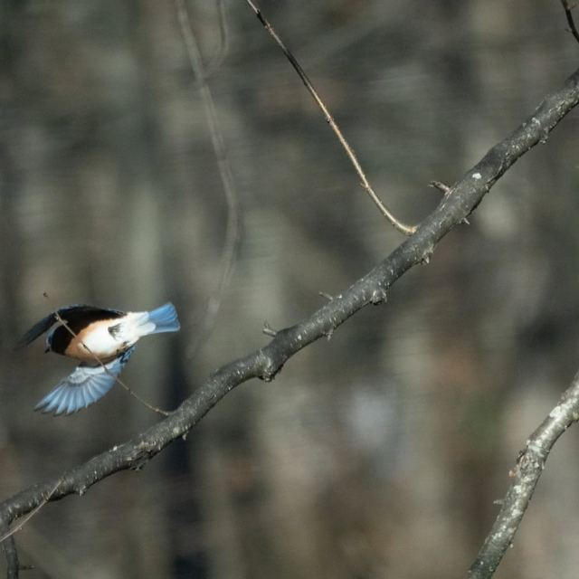Eastern Bluebird