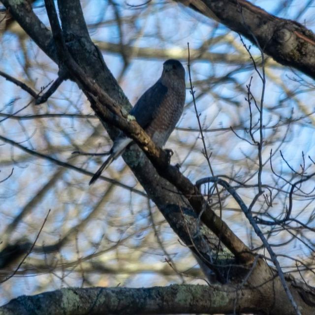 Cooper's Hawk