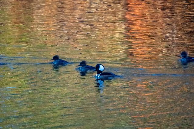 Hooded Merganser