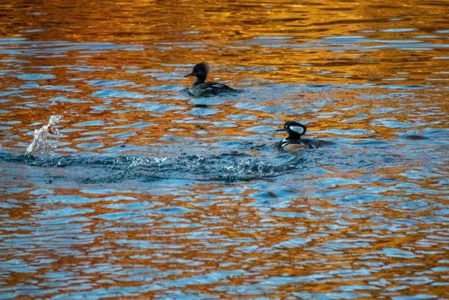 Hooded Merganser
