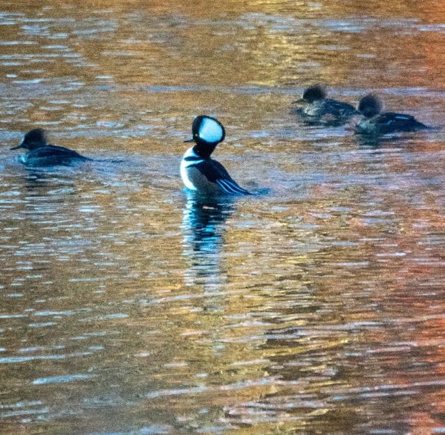 Hooded Merganser