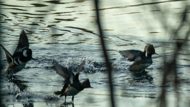 Hooded Merganser