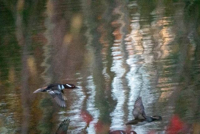 Hooded Merganser