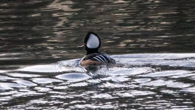 Hooded Merganser