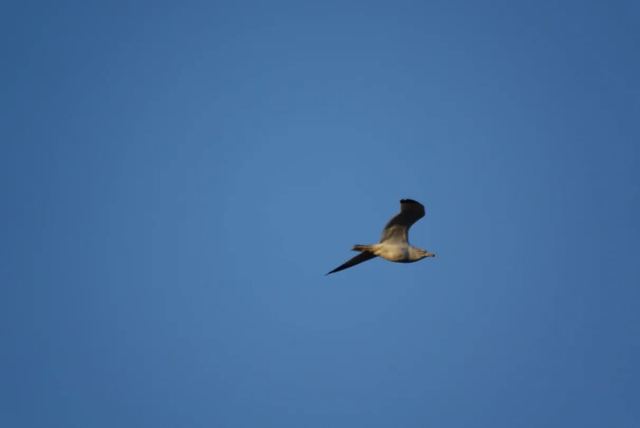 Ring-billed Gull
