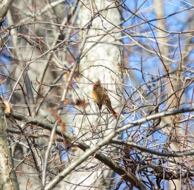 Northern Cardinal