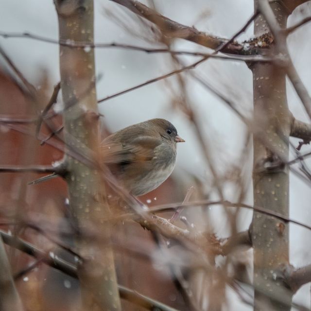 Dark-eyed Junco