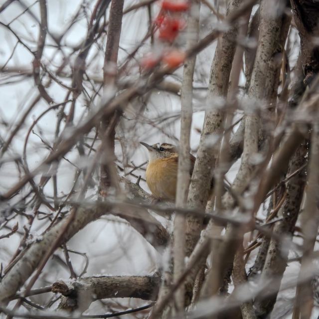 Carolina Wren