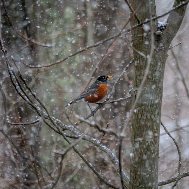 American Robin