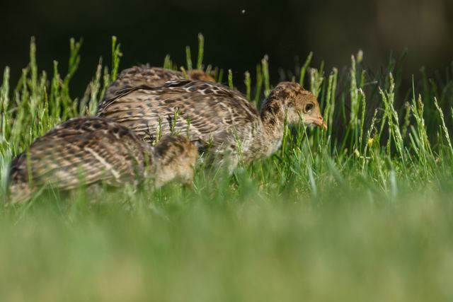 Wild Turkey