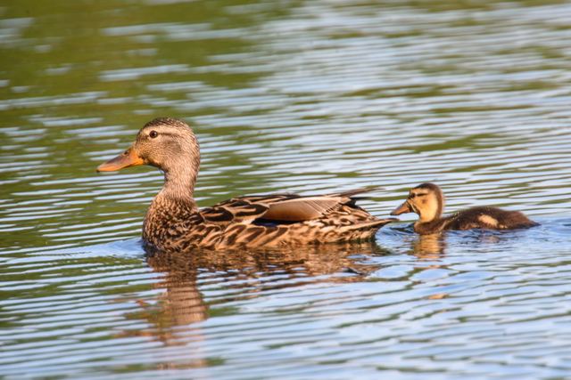 Mallard