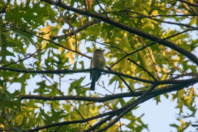 Eastern Wood-Pewee