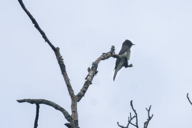 Eastern Wood-Pewee