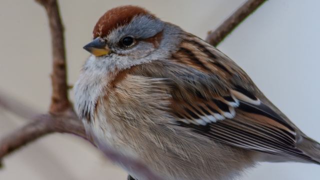 American Tree Sparrow