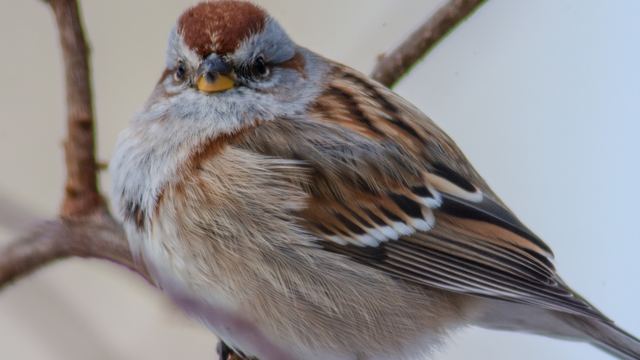 American Tree Sparrow