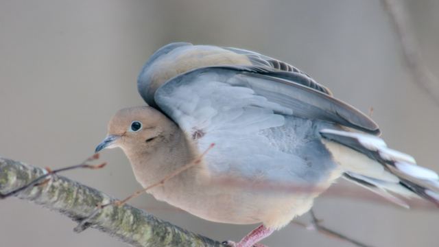 Mourning Dove