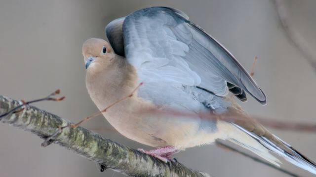 Mourning Dove