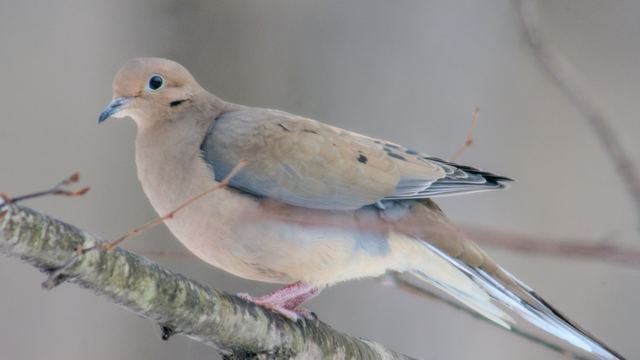 Mourning Dove