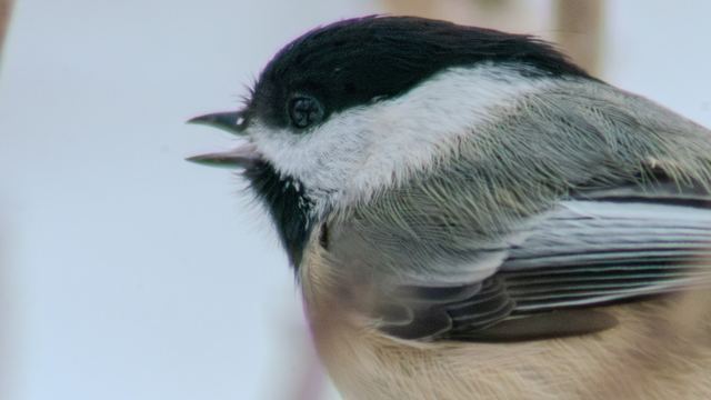 Black-capped Chickadee