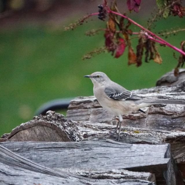 Northern Mockingbird