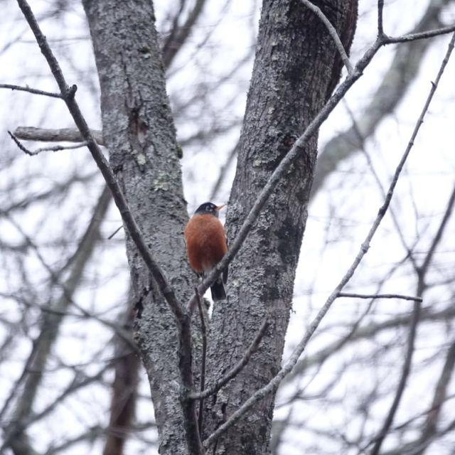 American Robin